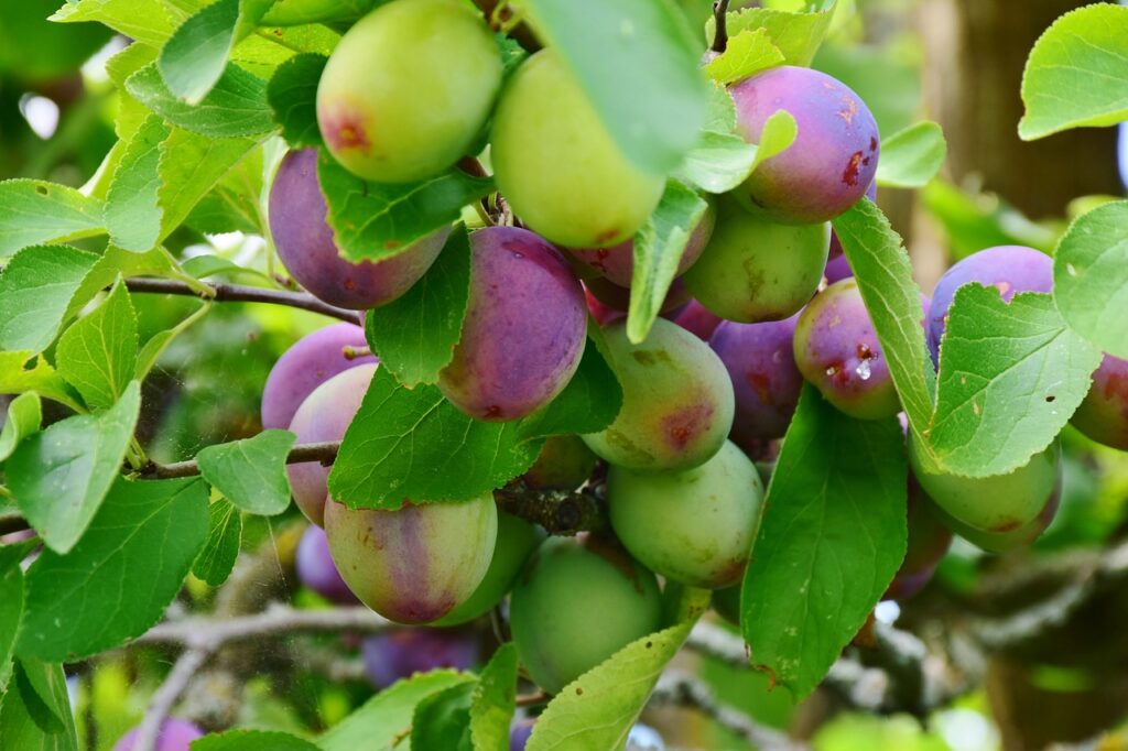 梅好時光 Plum